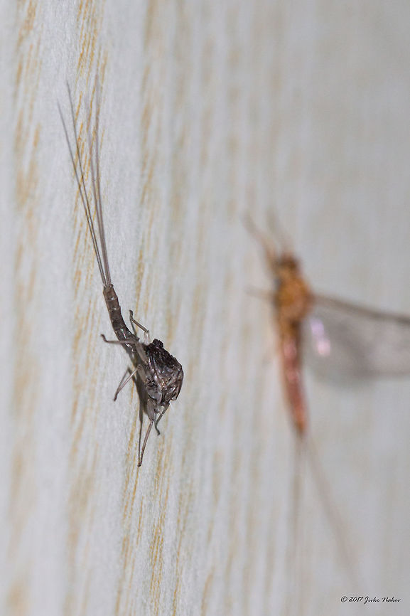 Cloeon dipterum subimago exuviae - Common wetland mayfly Female subimago moulting to imago. I am glad I managed to phorograph this stage, as mayflies are the only insects where a winged form undergoes a further moult. The photos are taken in October in our apartment in Sofia, one evening using a flash. On the other photo the focus is on the imago.<br />
<figure class="photo"><a href="https://www.jungledragon.com/image/56282/cloeon_dipterum_-_common_wetland_mayfly.html" title="Cloeon dipterum - Common wetland mayfly"><img src="https://s3.amazonaws.com/media.jungledragon.com/images/1332/56282_thumb.jpg?AWSAccessKeyId=05GMT0V3GWVNE7GGM1R2&Expires=1769040010&Signature=dyC0gCaI1JVZUL%2FkYqRenuaQQQ8%3D" width="102" height="152" alt="Cloeon dipterum - Common wetland mayfly Female subimago moulting to imago. I am glad I managed to phorograph this stage, as mayflies are the only insects where a winged form undergoes a further moult. The photos are taken in October in our apartment in Sofia, one evening using a flash. On the next photo the focus in on the exuviae.<br />
https://www.jungledragon.com/image/56283/cloeon_dipterum_subimago_exuviae_-_common_wetland_mayfly_.html Animal,Animalia,Arthropoda,Baetidae,Bulgaria,Cloeon,Cloeon simile,Dun,Ephemeroptera,Europe,Exuviae,Fall,Geotagged,Insect,Insecta,Nature,Sofia,Subimago,Wildlife" /></a></figure> Animal,Animalia,Arthropoda,Baetidae,Bulgaria,Cloeon,Cloeon simile,Dun,Ephemeroptera,Europe,Exuviae,Fall,Geotagged,Insect,Insecta,Nature,Sofia,Subimago,Wildlife