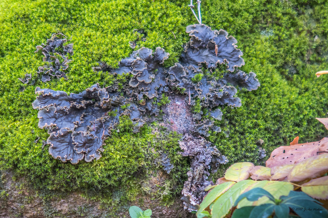 Peltigera membranacea - Dog lichen Found in Vitosha mountain near Soifa, at about 1200 m.a.s.l., on a moss covered rock in a beech forest. P. membranacea is among the fewer than 10% of lichens that contains cyanobacteria rather than algae; it contains Nostoc, the most common cyanobacterial genus occurring in lichens. Ascomycota,Bulgaria,Dog lichen,Europe,Fall,Fungi,Fungus,Geotagged,Lecanoromycetes,Nature,Peltigera membranacea,Peltigeraceae,Peltigerales,Vitosha Mountain Nature Park,Wildlife