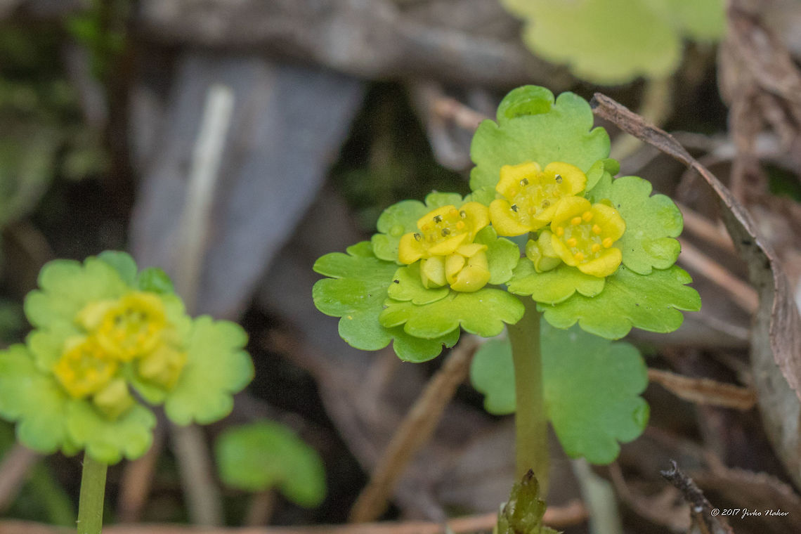 Chrysosplenium alternifolium - Alternate-leaved golden-saxifrage  Alternate-leaved golden-saxifrage,Bulgaria,Chrysosplenium alternifolium,Eudicot,Europe,Flowering Plant,Geotagged,Iskar river,Magnoliophyta,Nature,Plantae,Saxifragaceae,Saxifragales,Sofia,Spring,Wildlife,flower