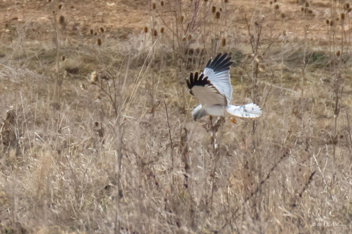 Hen harrier - Circus cyaneus Male. Can be seen in Bulgaria only in winter time. Migrating bird. Spotted at Ognyanovo Dam, about 40 km east of Sofia. Photo taken at big distance - this is a huge crop. Accipitridae,Accipitriformes,Animal,Animalia,Aves,Bird,Bird of prey,Bulgaria,Chordata,Circus cyaneus,Europe,Geotagged,Hen harrier,Nature,Ognyanovo dam,Sofia,Wildlife,Winter