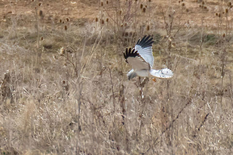 Hen harrier - Circus cyaneus Male. Can be seen in Bulgaria only in winter time. Migrating bird. Spotted at Ognyanovo Dam, about 40 km east of Sofia. Photo taken at big distance - this is a huge crop. Accipitridae,Accipitriformes,Animal,Animalia,Aves,Bird,Bird of prey,Bulgaria,Chordata,Circus cyaneus,Europe,Geotagged,Hen harrier,Nature,Ognyanovo dam,Sofia,Wildlife,Winter