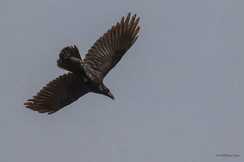 Raven over Ognyanovo Dam - Corvus corax In Bulgaria it is included in the Red Data List of Threatened Species Animal,Animalia,Aves,Bird,Bulgaria,Chordata,Common Raven,Common raven,Corvidae,Corvus corax,Europe,Geotagged,Nature,Northern raven,Ognyanovo dam,Passeriformes,Passerine,Sofia,Wildlife,Winter