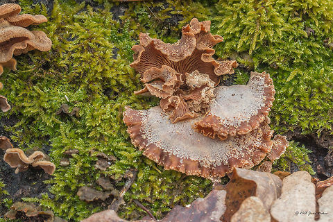 Bitter oysterling mushroom - Panellus stipticus Spooted in a deciduous forest on a moss covered oak trunk at Ognyanovo Dam, near Sofia. Agaricales,Agaricomycetes,Astringent panus,Basidiomycota,Bitter oyster,Bulgaria,Europe,Fungi,Fungus,Geotagged,Mycenaceae,Nature,Ognyanovo dam,Panellus stipticus,Sofia,Stiptic fungus,Wildlife,Winter
