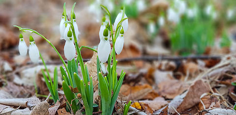 First snowdrops this year - Galanthus elwesii Picture taken with my smartphone. 
https://www.jungledragon.com/image/57371/galanthus_gracilis.html Amaryllidaceae,Asparagales,Bulgaria,Elwes's snowdrop,Europe,Flowering Plant,Galanthus elwesii,Geotagged,Magnoliophyta,Monocot,Nature,Plantae,Sofia,Wildlife,Winter,flower
