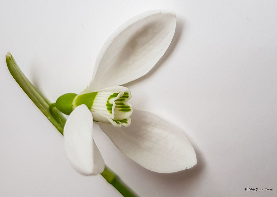 Galanthus elwesii <figure class="photo"><a href="https://www.jungledragon.com/image/57099/first_snowdrops_this_year_-_galanthus_elwesii.html" title="First snowdrops this year - Galanthus elwesii"><img src="https://s3.amazonaws.com/media.jungledragon.com/images/1332/57099_thumb.jpg?AWSAccessKeyId=05GMT0V3GWVNE7GGM1R2&Expires=1759968010&Signature=Dz%2Fx43Mx8So4OFTxgt44sm00xs8%3D" width="200" height="98" alt="First snowdrops this year - Galanthus elwesii Picture taken with my smartphone. <br />
https://www.jungledragon.com/image/57371/galanthus_gracilis.html Amaryllidaceae,Asparagales,Bulgaria,Elwes&#039;s snowdrop,Europe,Flowering Plant,Galanthus elwesii,Geotagged,Magnoliophyta,Monocot,Nature,Plantae,Sofia,Wildlife,Winter,flower" /></a></figure> Amaryllidaceae,Asparagales,Bulgaria,Elwes's snowdrop,Europe,Flowering Plant,Galanthus elwesii,Geotagged,Magnoliophyta,Monocot,Nature,Plantae,Sofia,Wildlife,Winter,flower