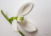 Galanthus elwesii https://www.jungledragon.com/image/57099/first_snowdrops_this_year_-_galanthus_gracilis.html Amaryllidaceae,Asparagales,Bulgaria,Elwes's snowdrop,Europe,Flowering Plant,Galanthus elwesii,Geotagged,Magnoliophyta,Monocot,Nature,Plantae,Sofia,Wildlife,Winter,flower