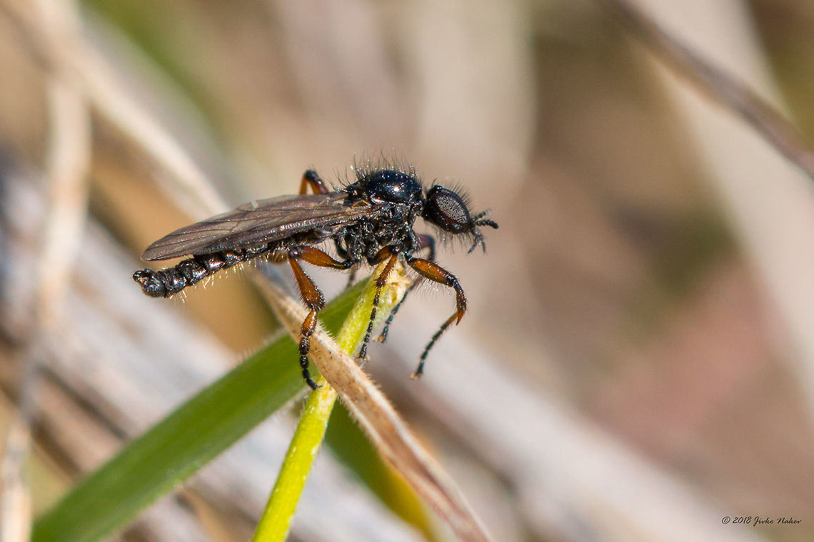 Bibio femoralis <a href="https://diptera.info/forum/viewthread.php?thread_id=27523" rel="nofollow">https://diptera.info/forum/viewthread.php?thread_id=27523</a><br />
A cold and sunny February day. Beautiful weather for photography. Laying on the ground and trying to get a better viewpoint to shoot an early Crocus my attention has been attracted by tiny flies flying around for a couple of seconds and landing in the high, flattered down dry grass, crawling among the stalks and leaves. I guess I have disturbed them…<br />
Small, about 5-6 mm tiny fly. This one is a male. Females are a bit bigger and have some sexual dimorphism, but I couldn’t get a female. They were quite difficult to be photographed. It took me almost an hour to get this shot.<br />
Animal,Animalia,Arthropoda,Bibio femoralis,Bibionidae,Bulgaria,Diptera,Dragoman marsh,Europe,Geotagged,Gnat,Insect,Insecta,Nature,Wetland,Wildlife,Winter