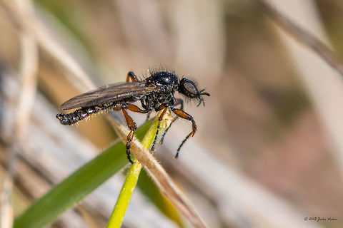 Bibio femoralis https://diptera.info/forum/viewthread.php?thread_id=27523
A cold and sunny February day. Beautiful weather for photography. Laying on the ground and trying to get a better viewpoint to shoot an early Crocus my attention has been attracted by tiny flies flying around for a couple of seconds and landing in the high, flattered down dry grass, crawling among the stalks and leaves. I guess I have disturbed them&hellip;
Small, about 5-6 mm tiny fly. This one is a male. Females are a bit bigger and have some sexual dimorphism, but I couldn&rsquo;t get a female. They were quite difficult to be photographed. It took me almost an hour to get this shot.
 Animal,Animalia,Arthropoda,Bibio femoralis,Bibionidae,Bulgaria,Diptera,Dragoman marsh,Europe,Geotagged,Gnat,Insect,Insecta,Nature,Wetland,Wildlife,Winter