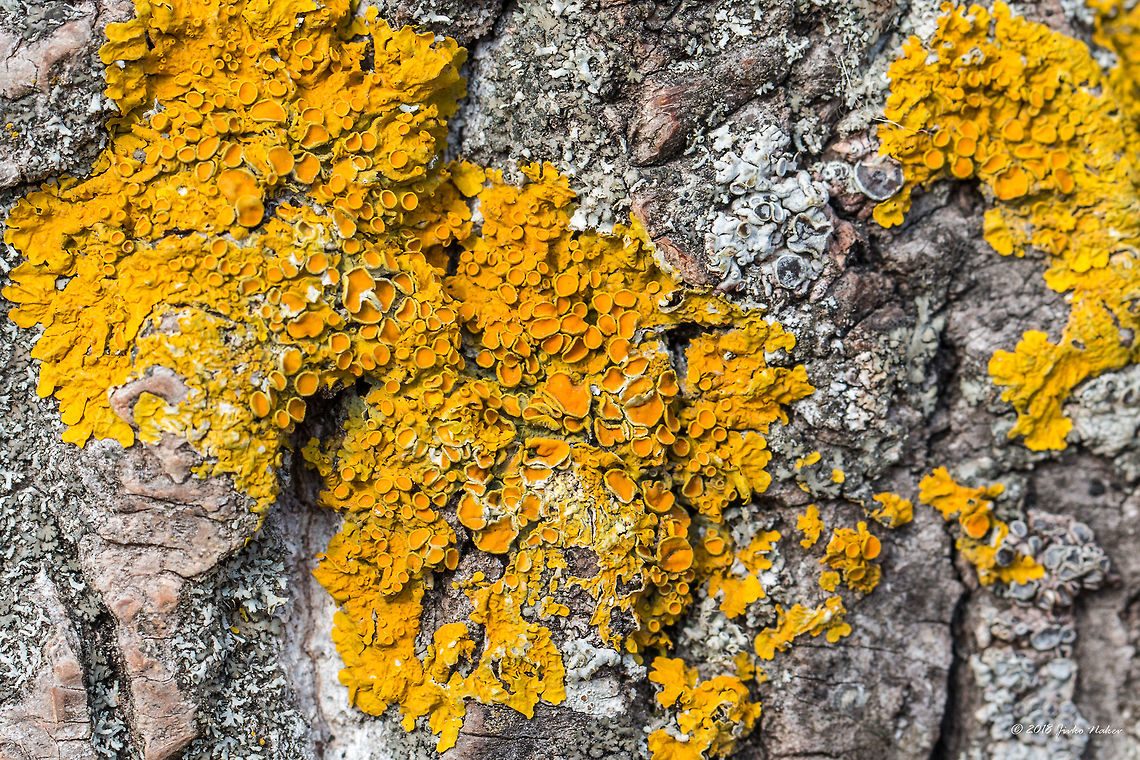 Xanthoria parietina Maritime sunburst lichen. On a dead tree bark, I guess Black poplar (Populus nigra). Ascomycota,Bulgaria,Common orange lichen,Dragoman marsh,Europe,Fungi,Fungus,Geotagged,Lecanoromycetes,Maritime sunburst lichen,Nature,Ramsar,Teloschistaceae,Teloschistales,Wetland,Wildlife,Winter,Xanthoria parietina