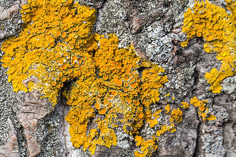 Xanthoria parietina Maritime sunburst lichen. On a dead tree bark, I guess Black poplar (Populus nigra). Ascomycota,Bulgaria,Common orange lichen,Dragoman marsh,Europe,Fungi,Fungus,Geotagged,Lecanoromycetes,Maritime sunburst lichen,Nature,Ramsar,Teloschistaceae,Teloschistales,Wetland,Wildlife,Winter,Xanthoria parietina