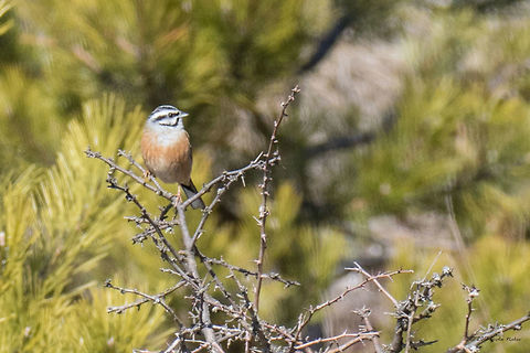 Distant rock bunting - Emberiza cia  Animal,Animalia,Aves,Bird,Bulgaria,Bunting,Chordata,Dragoman marsh,Emberiza cia,Emberizidae,Europe,Geotagged,Nature,Passeriformes,Passerine,Ramsar,Rock bunting,Wetland,Wildlife,Winter
