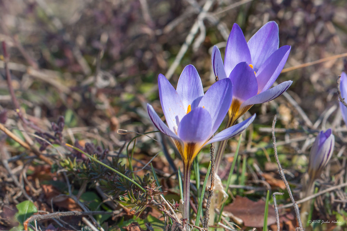 Silvery crocus - Crocus biflorus subsp. adamii Spotted on the grassy / rocky southern slopes of the hill north of Dragoman marsh.<br />
I am quite sure this is C. biflorus adamii, but still would be glad if @WildFlower helps with the identification. In case it is correct I think it should be preferable to create a subspecies record here.<br />
BTW, the taxonomy in the Wikipedia page of C. biflorus is incorrect placing Asparagales in Eudicots.<br />
<figure class="photo"><a href="https://www.jungledragon.com/image/57409/silvery_crocus_-_crocus_biflorus_subsp._adamii.html" title="Silvery crocus - Crocus biflorus subsp. adamii"><img src="https://s3.amazonaws.com/media.jungledragon.com/images/1332/57409_thumb.jpg?AWSAccessKeyId=05GMT0V3GWVNE7GGM1R2&Expires=1759968010&Signature=NYEIjwitLbfrl3LTc4yZQs9U2do%3D" width="200" height="134" alt="Silvery crocus - Crocus biflorus subsp. adamii Spotted on the grassy / rocky southern slopes of the hill north of Dragoman marsh.<br />
I am quite sure this is C. biflorus adamii, but still would be glad if @WildFlower help with the identification. In case it is correct I think it should be preferable to create a subspecies record here.<br />
BTW, the taxonomy in the Wikipedia page of C. biflorus is incorrect placing Asparagales in Eudicots.<br />
https://www.jungledragon.com/image/57408/silvery_crocus_-_crocus_biflorus_subsp._adamii.html Asparagales,Bulgaria,Crocus biflorus,Crocus biflorus adamii,Dragoman marsh,Europe,Flowering Plant,Geotagged,Iridaceae,Magnoliophyta,Monocot,Nature,Plantae,Ramsar,Silvery crocus,Wetland,Wildlife,Winter,flower" /></a></figure> Asparagales,Bulgaria,Crocus biflorus,Crocus biflorus adamii,Dragoman marsh,Europe,Flowering Plant,Geotagged,Iridaceae,Magnoliophyta,Monocot,Nature,Plantae,Ramsar,Silvery crocus,Wetland,Wildlife,Winter,flower
