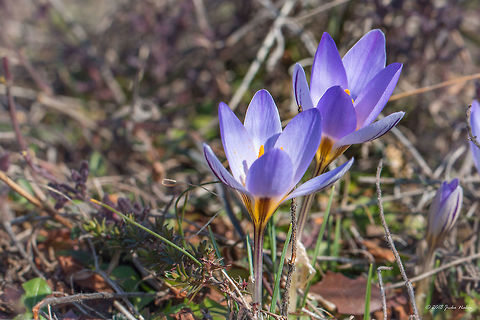 Silvery crocus - Crocus biflorus subsp. adamii Spotted on the grassy / rocky southern slopes of the hill north of Dragoman marsh.
I am quite sure this is C. biflorus adamii, but still would be glad if @WildFlower helps with the identification. In case it is correct I think it should be preferable to create a subspecies record here.
BTW, the taxonomy in the Wikipedia page of C. biflorus is incorrect placing Asparagales in Eudicots.
https://www.jungledragon.com/image/57409/silvery_crocus_-_crocus_biflorus_subsp._adamii.html Asparagales,Bulgaria,Crocus biflorus,Crocus biflorus adamii,Dragoman marsh,Europe,Flowering Plant,Geotagged,Iridaceae,Magnoliophyta,Monocot,Nature,Plantae,Ramsar,Silvery crocus,Wetland,Wildlife,Winter,flower