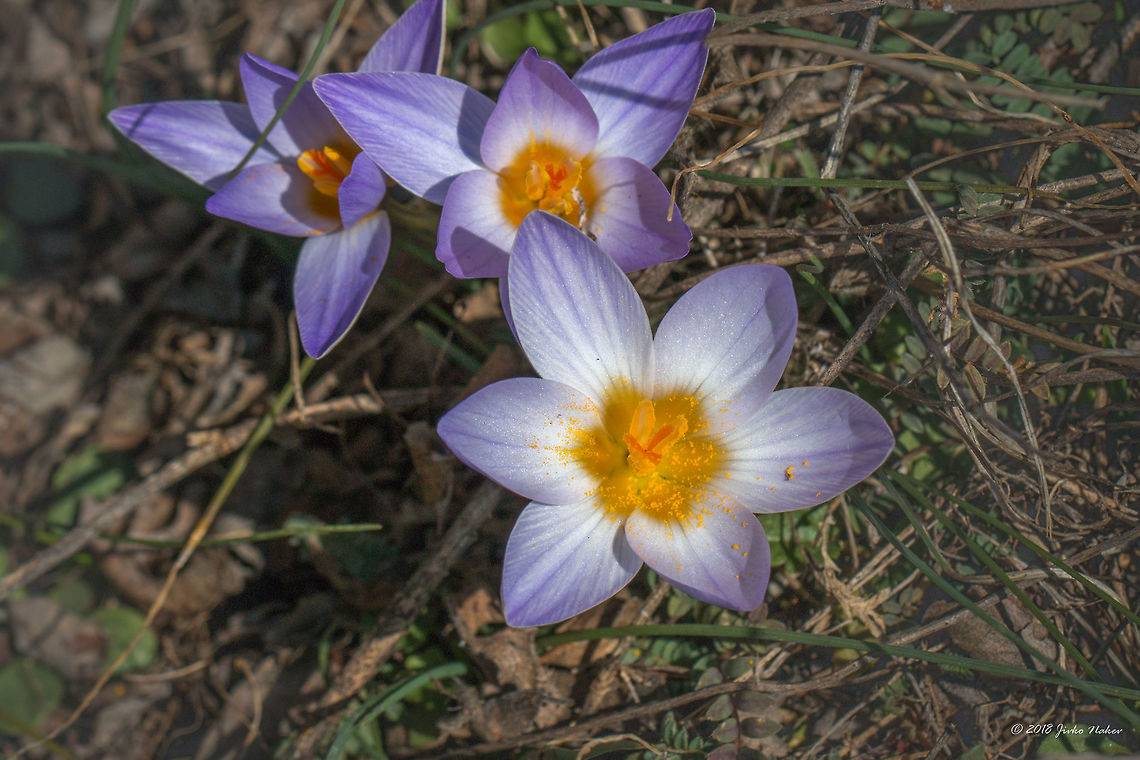 Silvery crocus - Crocus biflorus subsp. adamii Spotted on the grassy / rocky southern slopes of the hill north of Dragoman marsh.<br />
I am quite sure this is C. biflorus adamii, but still would be glad if @WildFlower help with the identification. In case it is correct I think it should be preferable to create a subspecies record here.<br />
BTW, the taxonomy in the Wikipedia page of C. biflorus is incorrect placing Asparagales in Eudicots.<br />
<figure class="photo"><a href="https://www.jungledragon.com/image/57408/silvery_crocus_-_crocus_biflorus_subsp._adamii.html" title="Silvery crocus - Crocus biflorus subsp. adamii"><img src="https://s3.amazonaws.com/media.jungledragon.com/images/1332/57408_thumb.jpg?AWSAccessKeyId=05GMT0V3GWVNE7GGM1R2&Expires=1765411210&Signature=Jfa0ByAnci5RHDx4lWWeyQOFfOA%3D" width="200" height="134" alt="Silvery crocus - Crocus biflorus subsp. adamii Spotted on the grassy / rocky southern slopes of the hill north of Dragoman marsh.<br />
I am quite sure this is C. biflorus adamii, but still would be glad if @WildFlower helps with the identification. In case it is correct I think it should be preferable to create a subspecies record here.<br />
BTW, the taxonomy in the Wikipedia page of C. biflorus is incorrect placing Asparagales in Eudicots.<br />
https://www.jungledragon.com/image/57409/silvery_crocus_-_crocus_biflorus_subsp._adamii.html Asparagales,Bulgaria,Crocus biflorus,Crocus biflorus adamii,Dragoman marsh,Europe,Flowering Plant,Geotagged,Iridaceae,Magnoliophyta,Monocot,Nature,Plantae,Ramsar,Silvery crocus,Wetland,Wildlife,Winter,flower" /></a></figure> Asparagales,Bulgaria,Crocus biflorus,Crocus biflorus adamii,Dragoman marsh,Europe,Flowering Plant,Geotagged,Iridaceae,Magnoliophyta,Monocot,Nature,Plantae,Ramsar,Silvery crocus,Wetland,Wildlife,Winter,flower