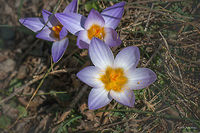 Silvery crocus - Crocus biflorus subsp. adamii Spotted on the grassy / rocky southern slopes of the hill north of Dragoman marsh.<br />
I am quite sure this is C. biflorus adamii, but still would be glad if @WildFlower help with the identification. In case it is correct I think it should be preferable to create a subspecies record here.<br />
BTW, the taxonomy in the Wikipedia page of C. biflorus is incorrect placing Asparagales in Eudicots.<br />
https://www.jungledragon.com/image/57408/silvery_crocus_-_crocus_biflorus_subsp._adamii.html Asparagales,Bulgaria,Crocus biflorus,Crocus biflorus adamii,Dragoman marsh,Europe,Flowering Plant,Geotagged,Iridaceae,Magnoliophyta,Monocot,Nature,Plantae,Ramsar,Silvery crocus,Wetland,Wildlife,Winter,flower