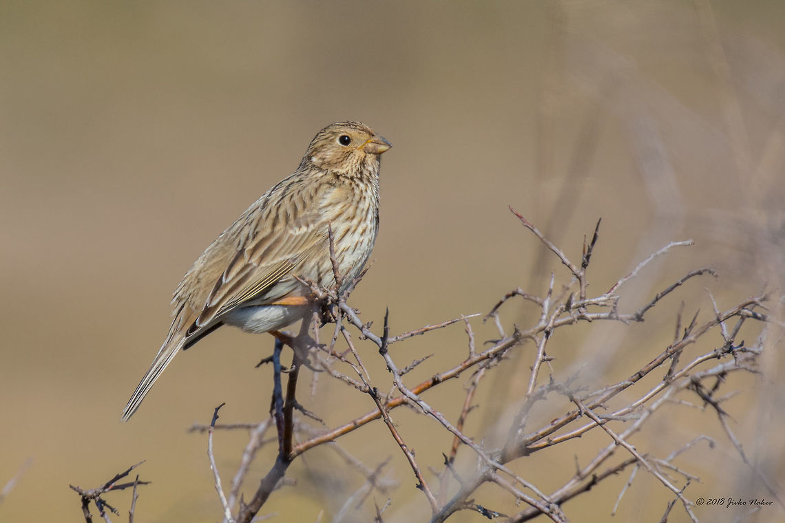 Corn bunting - Emberiza calandra  Animal,Animalia,Aves,Bird,Bulgaria,Bunting,Chordata,Corn Bunting,Corn bunting,Dragoman marsh,Emberiza calandra,Emberizidae,Europe,Geotagged,Nature,Passeriformes,Passerine,Ramsar,Wetland,Wildlife