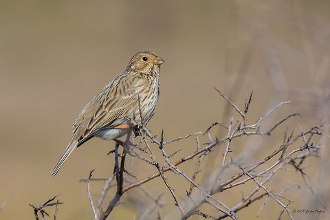 Corn bunting - Emberiza calandra  Animal,Animalia,Aves,Bird,Bulgaria,Bunting,Chordata,Corn Bunting,Corn bunting,Dragoman marsh,Emberiza calandra,Emberizidae,Europe,Geotagged,Nature,Passeriformes,Passerine,Ramsar,Wetland,Wildlife