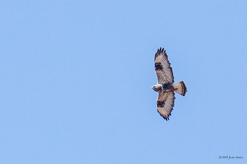 Distant Rough-legged Buzzard male - Buteo lagopus Captured over the hill north of Dragoman marsh. In Bulgaria can be seen only in winter time during migration. Accipitridae,Accipitriformes,Animal,Animalia,Aves,Bird,Bird of prey,Bulgaria,Buteo lagopus,Chordata,Dragoman marsh,Europe,Geotagged,Nature,Ramsar,Rough-legged Buzzard,Rough-legged buzzard,Wetland,Wildlife,Winter