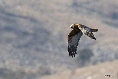 Western marsh harrier male - Circus aeruginosus Captured over Aldomirovtsi marsh, protected area, about 40 km from Sofia.
https://www.jungledragon.com/image/59737/western_marsh_harrier_female_-_circus_aeruginosus.html Accipitridae,Accipitriformes,Aldomirovtsi marsh,Animal,Animalia,Aves,Bird,Bird of prey,Bulgaria,Chordata,Circus aeruginosus,Europe,Geotagged,Nature,Western marsh harrier,Wetland,Wildlife,Winter