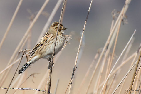 Common reed bunting - Emberiza schoeniclus  Aldomirovtsi marsh,Animal,Animalia,Aves,Bird,Bulgaria,Bunting,Chordata,Common reed bunting,Emberiza schoeniclus,Emberizidae,Europe,Geotagged,Nature,Passeriformes,Passerine,Wetland,Wildlife,Winter