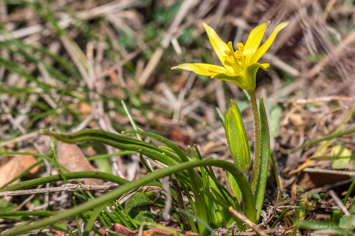 Gagea villosa - Hairy Star-of-Bethlehem  Bulgaria,Dragoman marsh,Europe,Flowering Plant,Gagea villosa,Geotagged,Hairy Star Of Bethlehem,Liliaceae,Liliales,Magnoliophyta,Monocot,Nature,Plantae,Ramsar,Wetland,Wildlife,Winter,flower