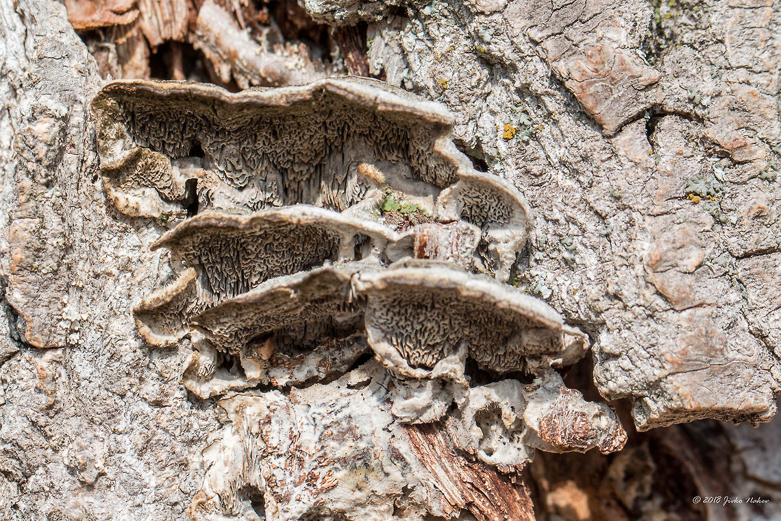 Mossy maze polypore - Cerrena unicolor On an upright dry tree, in the border area of Dragoman marsh. From the top they look greenish - covered with algae. Unfortunately, I was unable to take a photo from the top side.<br />
<figure class="photo"><a href="https://www.jungledragon.com/image/57492/mossy_maze_polypore_-_cerrena_unicolor.html" title="Mossy maze polypore - Cerrena unicolor"><img src="https://s3.amazonaws.com/media.jungledragon.com/images/1332/57492_thumb.jpg?AWSAccessKeyId=05GMT0V3GWVNE7GGM1R2&Expires=1759968010&Signature=D9KQPFbczWRPjNDpUdcQyjS%2FLhY%3D" width="200" height="134" alt="Mossy maze polypore - Cerrena unicolor On an upright dry tree, in the border area of Dragoman marsh. These ones are not covered with algae.<br />
https://www.jungledragon.com/image/57491/mossy_maze_polypore_-_cerrena_unicolor.html Agaricomycetes,Basidiomycota,Bulgaria,Cerrena unicolor,Daedalea unicolor,Fungi,Fungus,Geotagged,Mossy maze polypore,Nature,Polyporaceae,Polyporales,Wildlife,Winter" /></a></figure> Agaricomycetes,Basidiomycota,Bulgaria,Cerrena unicolor,Daedalea unicolor,Fungi,Fungus,Geotagged,Mossy maze polypore,Nature,Polyporaceae,Polyporales,Wildlife,Winter