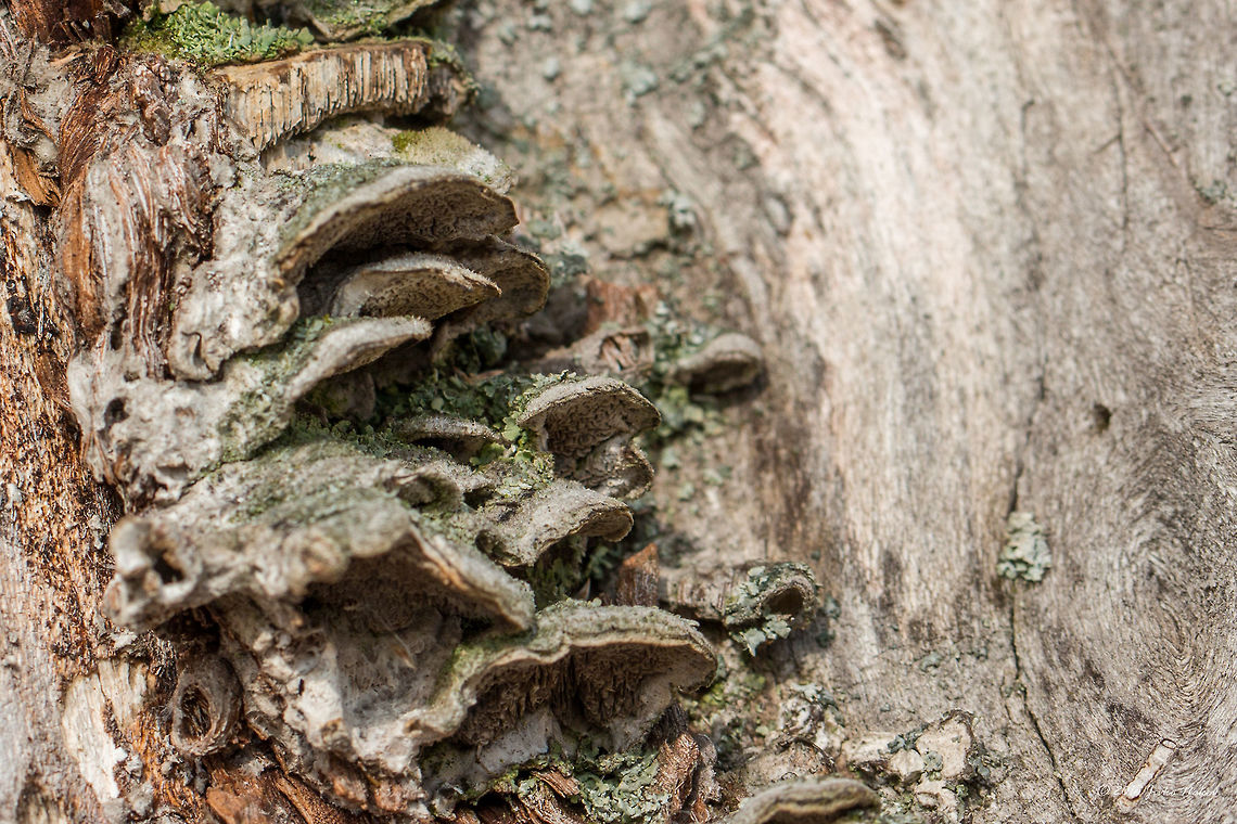 Mossy maze polypore - Cerrena unicolor On an upright dry tree, in the border area of Dragoman marsh. From the top they look greenish - covered with algae. Unfortunately, I was unable to take a photo from the top side.<br />
<figure class="photo"><a href="https://www.jungledragon.com/image/57492/mossy_maze_polypore_-_cerrena_unicolor.html" title="Mossy maze polypore - Cerrena unicolor"><img src="https://s3.amazonaws.com/media.jungledragon.com/images/1332/57492_thumb.jpg?AWSAccessKeyId=05GMT0V3GWVNE7GGM1R2&Expires=1759968010&Signature=D9KQPFbczWRPjNDpUdcQyjS%2FLhY%3D" width="200" height="134" alt="Mossy maze polypore - Cerrena unicolor On an upright dry tree, in the border area of Dragoman marsh. These ones are not covered with algae.<br />
https://www.jungledragon.com/image/57491/mossy_maze_polypore_-_cerrena_unicolor.html Agaricomycetes,Basidiomycota,Bulgaria,Cerrena unicolor,Daedalea unicolor,Fungi,Fungus,Geotagged,Mossy maze polypore,Nature,Polyporaceae,Polyporales,Wildlife,Winter" /></a></figure> Agaricomycetes,Basidiomycota,Bulgaria,Cerrena unicolor,Daedalea unicolor,Fungi,Fungus,Geotagged,Mossy maze polypore,Nature,Polyporaceae,Polyporales,Wildlife,Winter