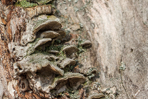 Mossy maze polypore - Cerrena unicolor On an upright dry tree, in the border area of Dragoman marsh. From the top they look greenish - covered with algae. Unfortunately, I was unable to take a photo from the top side.
https://www.jungledragon.com/image/57492/mossy_maze_polypore_-_cerrena_unicolor.html Agaricomycetes,Basidiomycota,Bulgaria,Cerrena unicolor,Daedalea unicolor,Fungi,Fungus,Geotagged,Mossy maze polypore,Nature,Polyporaceae,Polyporales,Wildlife,Winter
