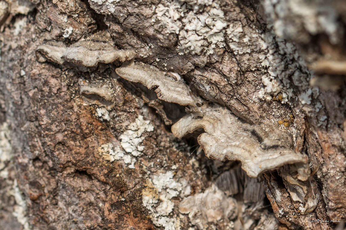 Mossy maze polypore - Cerrena unicolor On an upright dry tree, in the border area of Dragoman marsh. These ones are not covered with algae.<br />
<figure class="photo"><a href="https://www.jungledragon.com/image/57491/mossy_maze_polypore_-_cerrena_unicolor.html" title="Mossy maze polypore - Cerrena unicolor"><img src="https://s3.amazonaws.com/media.jungledragon.com/images/1332/57491_thumb.jpg?AWSAccessKeyId=05GMT0V3GWVNE7GGM1R2&Expires=1769040010&Signature=UYL2z%2BpHg7%2FSBC1icJy51B5HLIg%3D" width="200" height="134" alt="Mossy maze polypore - Cerrena unicolor On an upright dry tree, in the border area of Dragoman marsh. From the top they look greenish - covered with algae. Unfortunately, I was unable to take a photo from the top side.<br />
https://www.jungledragon.com/image/57492/mossy_maze_polypore_-_cerrena_unicolor.html Agaricomycetes,Basidiomycota,Bulgaria,Cerrena unicolor,Daedalea unicolor,Fungi,Fungus,Geotagged,Mossy maze polypore,Nature,Polyporaceae,Polyporales,Wildlife,Winter" /></a></figure> Agaricomycetes,Basidiomycota,Bulgaria,Cerrena unicolor,Daedalea unicolor,Fungi,Fungus,Geotagged,Mossy maze polypore,Nature,Polyporaceae,Polyporales,Wildlife,Winter