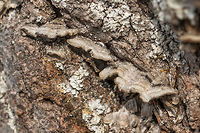 Mossy maze polypore - Cerrena unicolor On an upright dry tree, in the border area of Dragoman marsh. These ones are not covered with algae.<br />
https://www.jungledragon.com/image/57491/mossy_maze_polypore_-_cerrena_unicolor.html Agaricomycetes,Basidiomycota,Bulgaria,Cerrena unicolor,Daedalea unicolor,Fungi,Fungus,Geotagged,Mossy maze polypore,Nature,Polyporaceae,Polyporales,Wildlife,Winter
