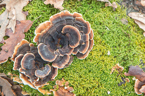 Tyrkey tail - Trametes versicolor  Agaricomycetes,Basidiomycota,Bulgaria,Europe,Fungi,Fungus,Geotagged,Nature,Ognyanovo dam,Polyporaceae,Polyporales,Sofia,Trametes versicolor,Turkey tail,Wildlife,Winter