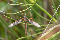 Marsh crane fly female - Tipula oleracea Captured at Vlasina lake, Serbia, back in 2016.<br />
https://www.jungledragon.com/image/57509/marsh_crane_fly_-_tipula_oleracea.html Animal,Animalia,Arthropoda,Diptera,Europe,Geotagged,Insect,Insecta,Marsh Crane Fly,Nature,Serbia,Summer,Tipula oleracea,Tipulidae,Vlasina lake,Wildlife