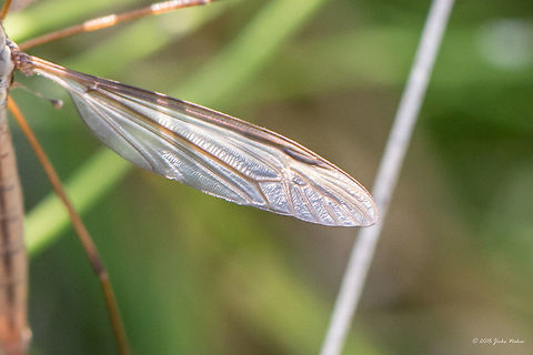 Marsh crane fly - Tipula oleracea Captured at Vlasina lake, Serbia, back in 2016. Wing detail.
https://www.jungledragon.com/image/57508/marsh_crane_fly_female_-_tipula_oleracea.html Animal,Animalia,Arthropoda,Diptera,Europe,Geotagged,Insect,Insecta,Marsh Crane Fly,Nature,Serbia,Summer,Tipula oleracea,Tipulidae,Vlasina lake,Wildlife