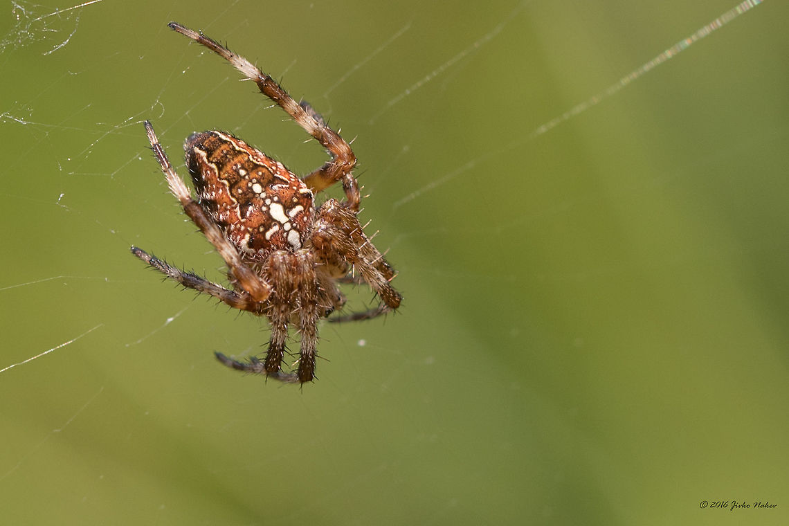 Diadem spider - Araneus diadematus Cross orbweaver Animal,Animalia,Arachnida,Araneae,Araneidae,Araneus diadematus,Arthropoda,Europe,European garden spider,Geotagged,Nature,Orb-weaver,Serbia,Summer,Vlasina lake,Wildlife