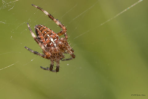 Diadem spider - Araneus diadematus Cross orbweaver Animal,Animalia,Arachnida,Araneae,Araneidae,Araneus diadematus,Arthropoda,Europe,European garden spider,Geotagged,Nature,Orb-weaver,Serbia,Summer,Vlasina lake,Wildlife