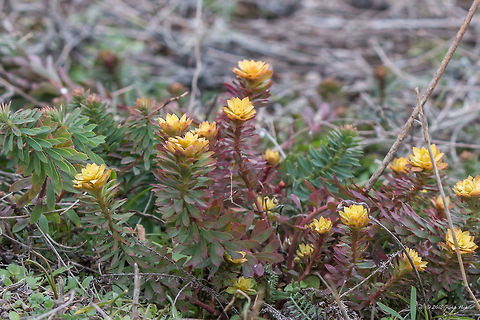 Euphorbia amygdaloides Wood spurge in an early stage - from this species with reddish leaves the garden subsp. "Purpurea" is selected. Bulgaria,Dragoman marsh,Eudicot,Euphorbia amygdaloides,Euphorbiaceae,Europe,Flowering Plant,Geotagged,Magnoliophyta,Malpighiales,Nature,Plantae,Wetland,Wildlife,Winter,Wood spurge,flower