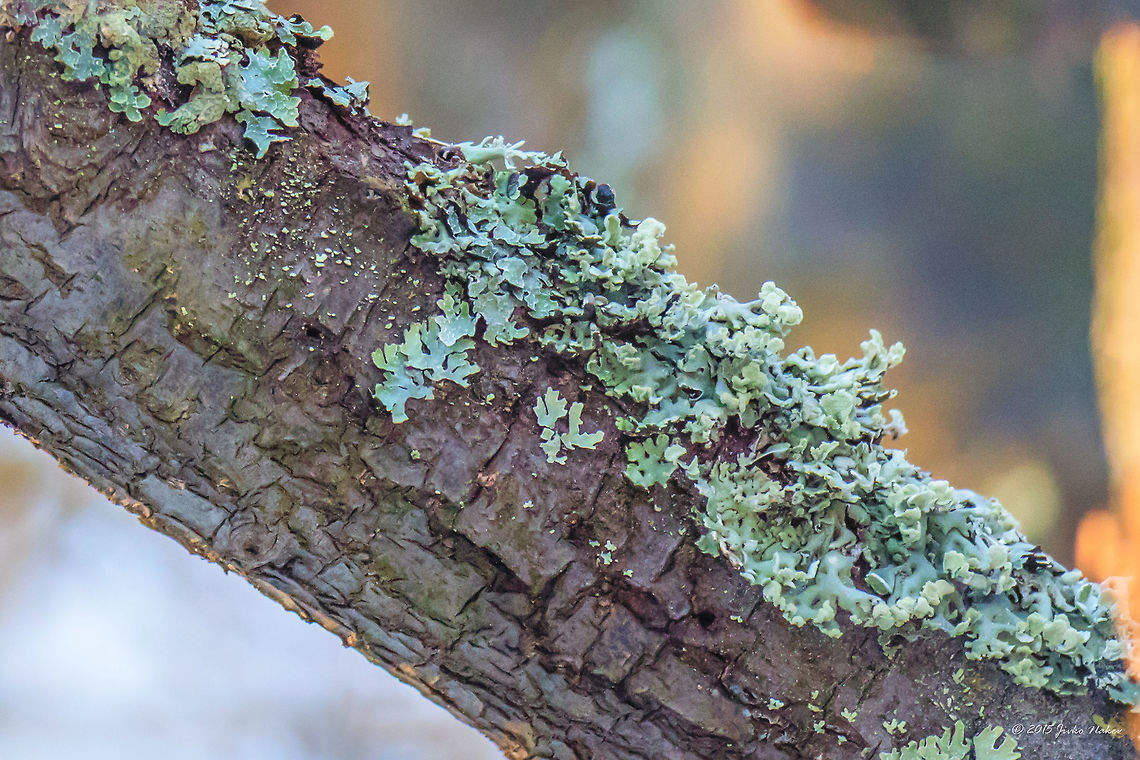 Net-marked parmelia - Parmelia sulcata That's why I do not delete my old photos. This is one of my first photos - April 2015. Now, browsing my archives, I came across it. Ascomycota,Bulgaria,Dendrarium Botanical Garden,Europe,Fungi,Fungus,Geotagged,Lecanorales,Lecanoromycetes,Nature,Net-marked parmelia,Parmelia sulcata,Parmeliaceae,Shield lichen,Spring,Vitosha Mountain Nature Park,Wildlife
