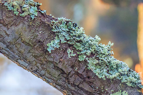 Net-marked parmelia - Parmelia sulcata That's why I do not delete my old photos. This is one of my first photos - April 2015. Now, browsing my archives, I came across it. Ascomycota,Bulgaria,Dendrarium Botanical Garden,Europe,Fungi,Fungus,Geotagged,Lecanorales,Lecanoromycetes,Nature,Net-marked parmelia,Parmelia sulcata,Parmeliaceae,Shield lichen,Spring,Vitosha Mountain Nature Park,Wildlife