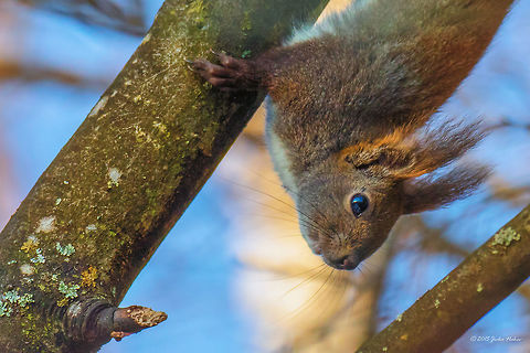 Red squirrel This is also a picture of April 2015, which I did not pay attention to at that time. Now I have post-processed it and I think it is not bad! Animal,Animalia,Bulgaria,Chordata,Dendrarium Botanical Garden,Eurasian Red Squirrel,Europe,Geotagged,Mammalia,Nature,Red Squirrel,Rodentia,Sciuridae,Sciurus vulgaris,Spring,Vitosha Mountain Nature Park,Wildlife,mammals