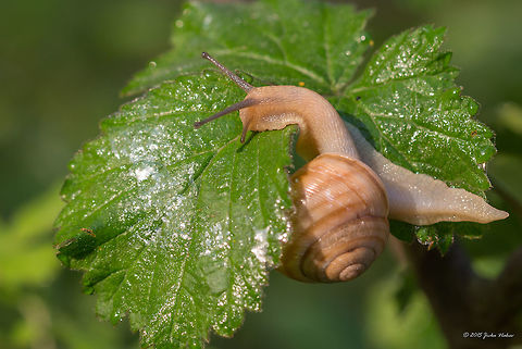 Garden snail Cornu aspersum spotted at Kerkini lake, Greece I am not quite sure in the identification though. Air-breathing snails,Animal,Animalia,Cornu apsersum,Cornu aspersum,Garden snail,Gastropoda,Geotagged,Greece,Helicidae,Helicoidea,Helix aspersa,Mollusca,Nature,Pulmonata,Spring,Stylommatophora,Wildlife