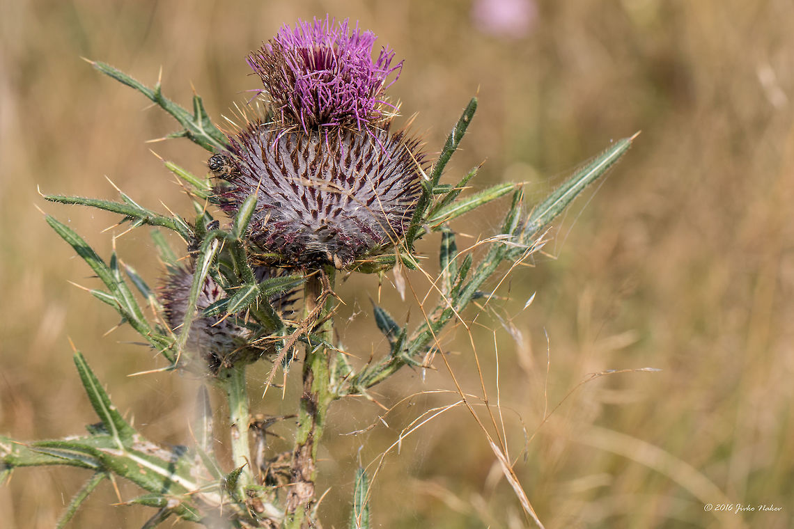 Bull thisrle - Cirsium ligulare Decoctions and infusions of this plant are used in folk medicine as tonics, particularly in inflammatory, liver and stomach diseases. Extracts of Cirsium ligulare have strong anti-oxidative, anti-inflammatory and gastroprotective activities.<br />
<figure class="photo"><a href="https://www.jungledragon.com/image/57801/bull_thisrle_-_cirsium_ligulare.html" title="Bull thisrle - Cirsium ligulare"><img src="https://s3.amazonaws.com/media.jungledragon.com/images/1332/57801_thumb.jpg?AWSAccessKeyId=05GMT0V3GWVNE7GGM1R2&Expires=1769040010&Signature=0dEtSwcoJo2A3BewvKXAzoNDt58%3D" width="102" height="152" alt="Bull thisrle - Cirsium ligulare Decoctions and infusions of this plant are used in folk medicine as tonics, particularly in inflammatory, liver and stomach diseases. Extracts of Cirsium ligulare have strong anti-oxidative, anti-inflammatory and gastroprotective activities.<br />
https://www.jungledragon.com/image/57800/bull_thisrle_-_cirsium_ligulare.html Asteraceae,Asterales,Bull thistle,Cirsium ligulare,Eudicot,Europe,Flowering Plant,Geotagged,Magnoliophyta,Nature,Plantae,Serbia,Summer,Vlasina lake,Wildlife,flower" /></a></figure> Asteraceae,Asterales,Bull thistle,Cirsium ligulare,Eudicot,Europe,Flowering Plant,Geotagged,Magnoliophyta,Nature,Plantae,Serbia,Summer,Vlasina lake,Wildlife,flower