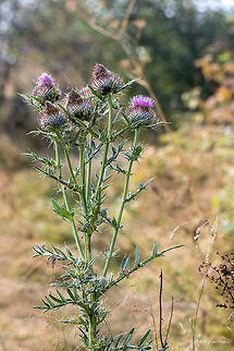Bull thistle