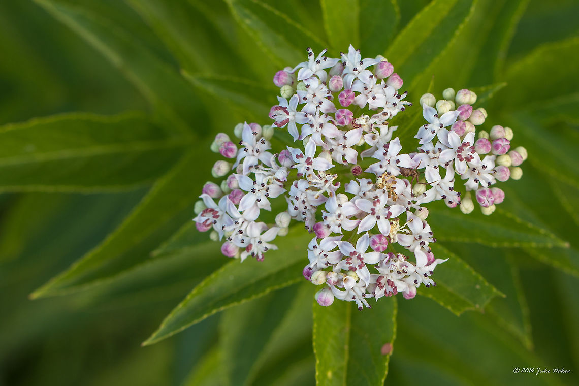 Dwarf elderberry - Sambucus ebulus  Adoxaceae,Dipsacales,Dwarf elderberry,Eudicot,Europe,European dwarf elder,Flowering Plant,Geotagged,Magnoliophyta,Nature,Plantae,Sambucus ebulus,Serbia,Summer,Vlasina lake,Wildlife,flower,nature