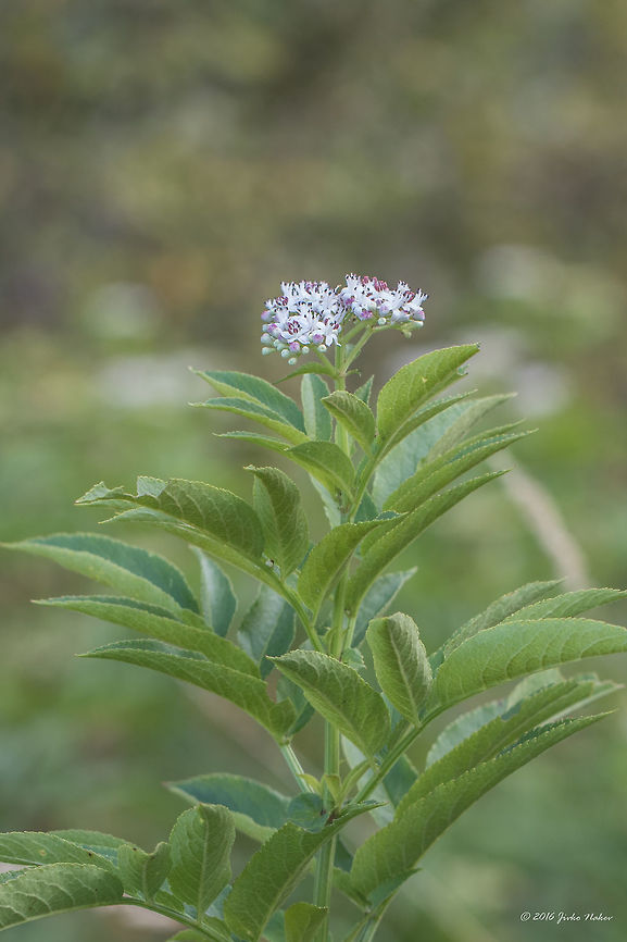 Dwarf elderberry - Sambucus ebulus  Adoxaceae,Dipsacales,Dwarf elderberry,Eudicot,Europe,European dwarf elder,Flowering Plant,Geotagged,Magnoliophyta,Nature,Plantae,Sambucus ebulus,Serbia,Summer,Vlasina lake,Wildlife,flower,nature