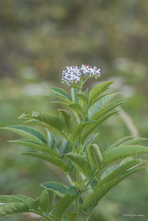 Dwarf elderberry - Sambucus ebulus  Adoxaceae,Dipsacales,Dwarf elderberry,Eudicot,Europe,European dwarf elder,Flowering Plant,Geotagged,Magnoliophyta,Nature,Plantae,Sambucus ebulus,Serbia,Summer,Vlasina lake,Wildlife,flower,nature