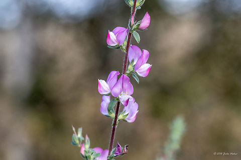 Ononis spinosa - Spinny restharrow flowers  Eudicot,Fabaceae,Fabales,Flowering Plant,Geotagged,Magnoliophyta,Nature,Ononis spinosa,Plantae,Serbia,Spinny restharrow,Spiny restharrow,Summer,Wildlife,flower