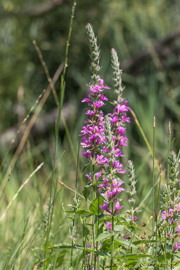 Purple loosestrife - Lythrum salicaria  Bulgaria,Dendrarium Botanical Garden,Eudicot,Europe,Flowering Plant,Geotagged,Lythraceae,Lythrum salicaria,Lythrum slicaria,Magnoliophyta,Myrtales,Nature,Plantae,Purple loosestrife,Summer,Vitosha Mountain Nature Park,Wildlife,flower