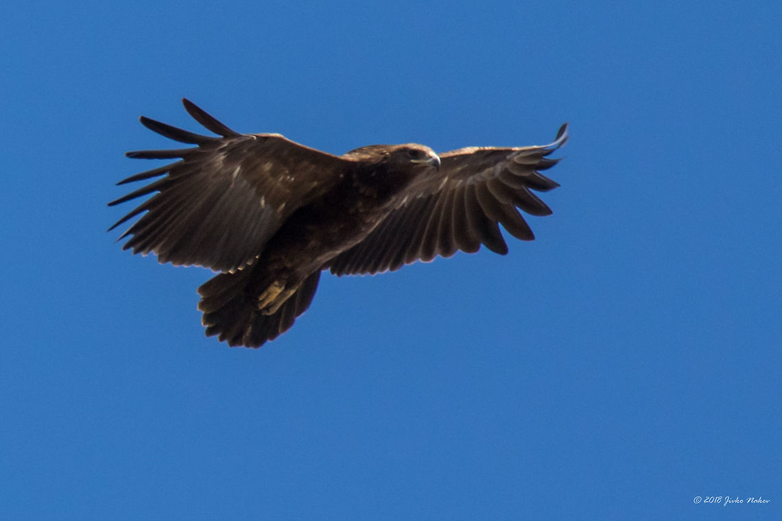 Greater spotted eagle over Kerkini lake, Greece - Clanga clanga  Accipitridae,Accipitriformes,Animal,Animalia,Aquila clanga,Aves,Bird,Bird of prey,Central Macedonia,Chordata,Clanga clanga,Europe,Geotagged,Greater Spotted Eagle,Greater spotted eagle,Greece,Lake Kerkini National Park,Nature,Wildlife,Winter