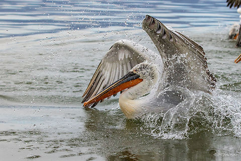 Dalmatian pelican - Pelecanus crispus  Animal,Animalia,Aves,Bird,Central Macedonia,Chordata,Dalmatian Pelican,Dalmatian pelican,Europe,Geotagged,Greece,Lake Kerkini National Park,Nature,Pelecanidae,Pelecaniformes,Pelecanus crispus,Wildlife,Winter