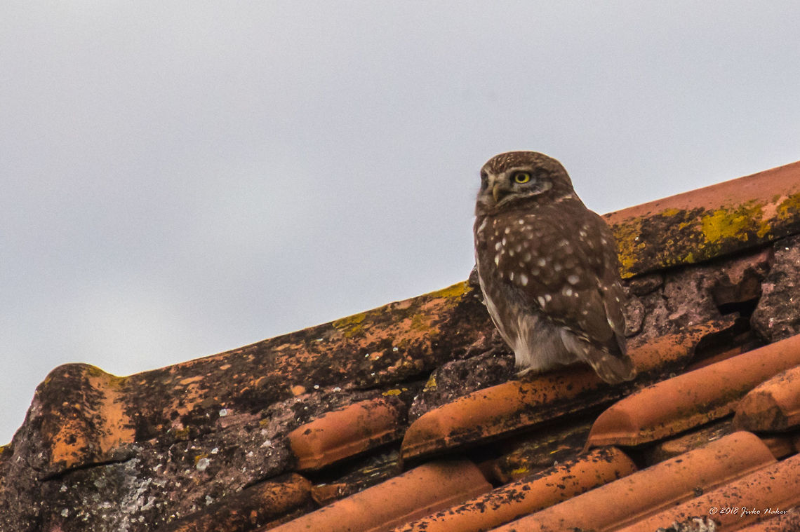 Little owl - Athene noctua Spotted on the next house roof, in a dull late afternoon. Cropped at almost 100%, captured with a 400mm lens + x1.4 teleconverter. Animal,Animalia,Athene noctua,Aves,Bird,Central Macedonia,Chordata,Europe,Geotagged,Greece,Lake Kerkini National Park,Little  Owl,Little owl,Nature,Strigidae,Strigiformes,Wildlife,Winter